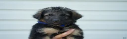 German Shepherd dogs for sale: German Shepherd 3 - Ad 1