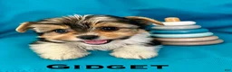 Biewer Terrier dogs for sale: Titan - Ad 3
