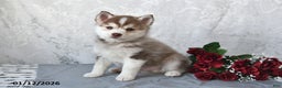 Pomsky dogs for sale: Ace - Ad 1