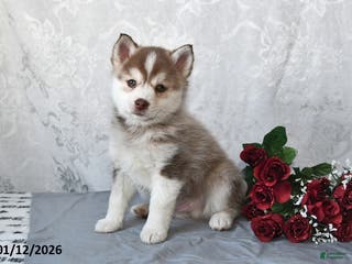 Pomsky dogs Ace - Ad 13