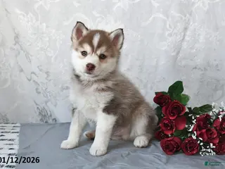 Pomsky dogs Ace - Ad 26