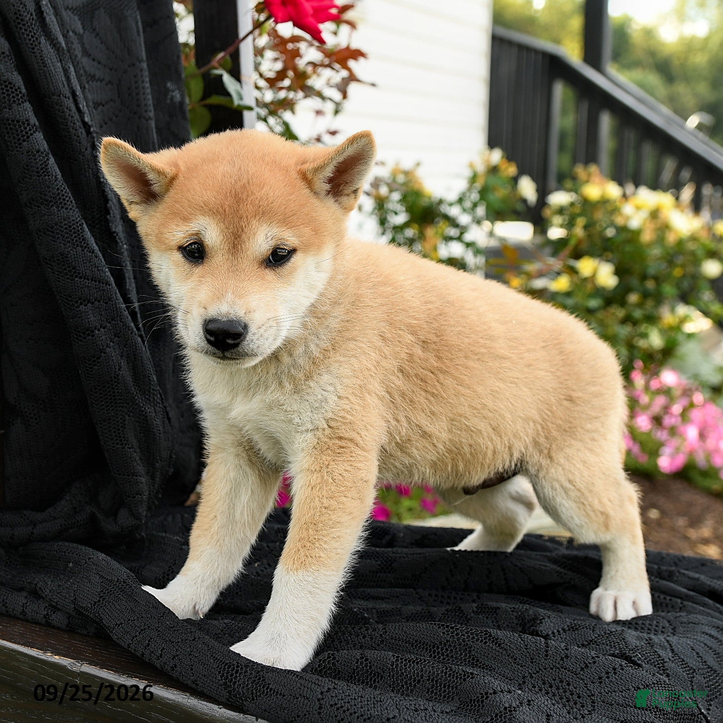 Shiba Inu dogs Kaito - Ad 2