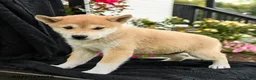 Shiba Inu dogs for sale: Kaito - Ad 2