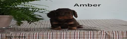 Miniature Dachshund dogs for sale: Amber - Ad 2