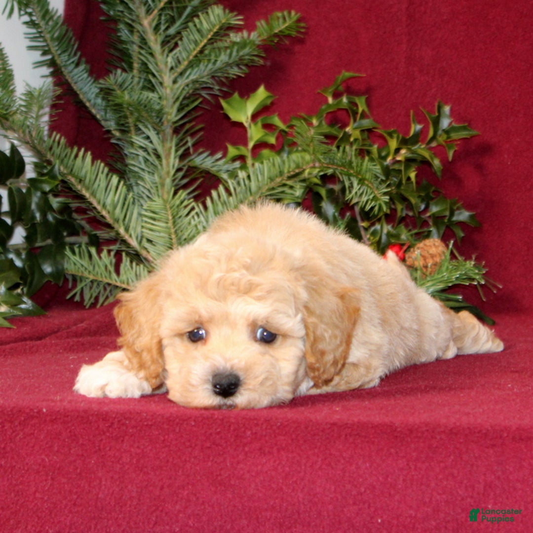 Bichpoo dogs for sale: Ella - Ad 4