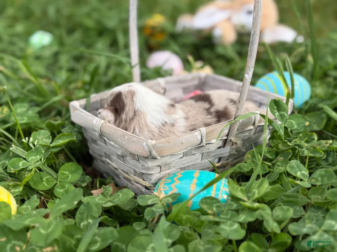 Border Collie dogs for sale: Red Merle Boy - Ad 2