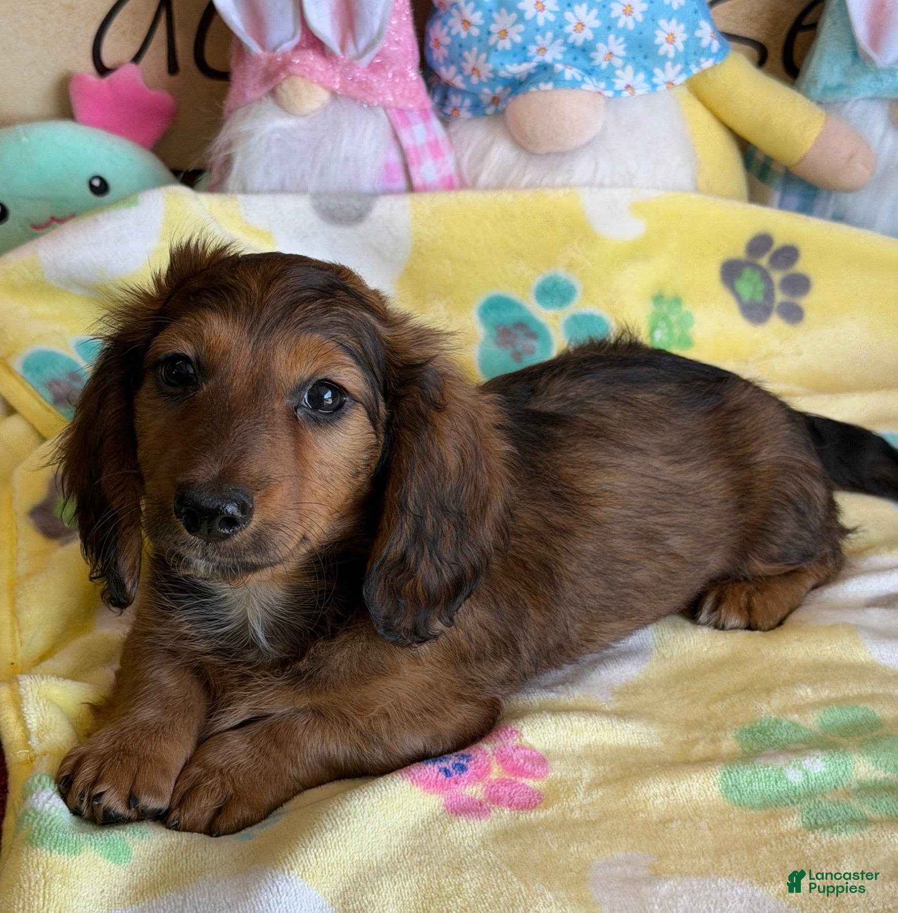 Dachshund dogs Skipper - Ad 10