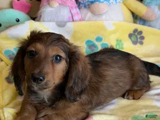 Dachshund dogs Skipper - Ad 19