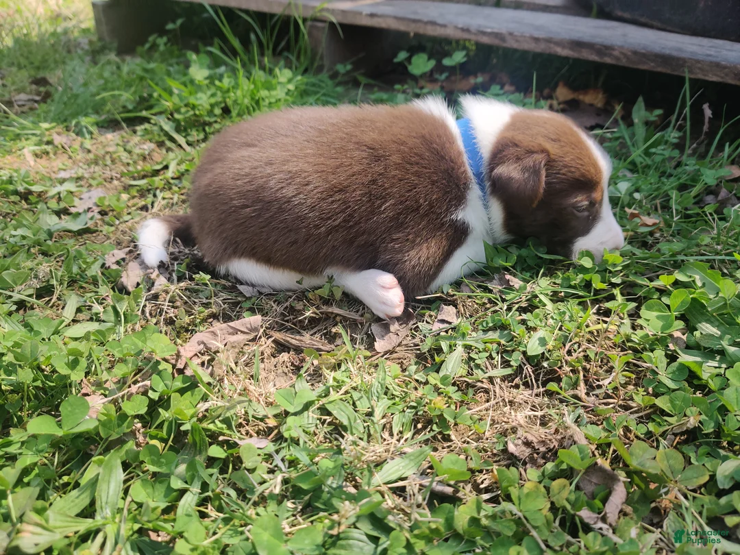 Border Collie dogs for sale: Bluto - Ad 2