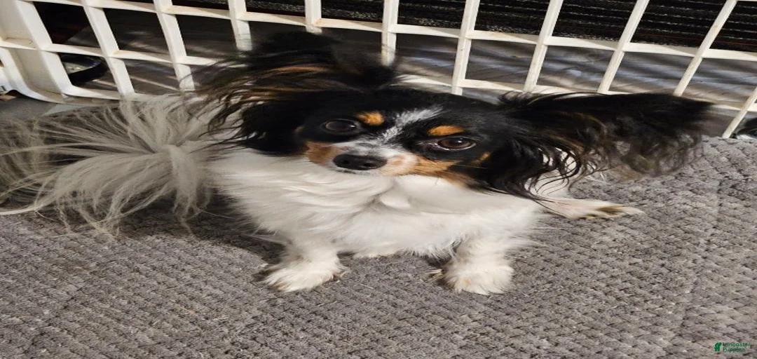 Gallery Image {{count}}