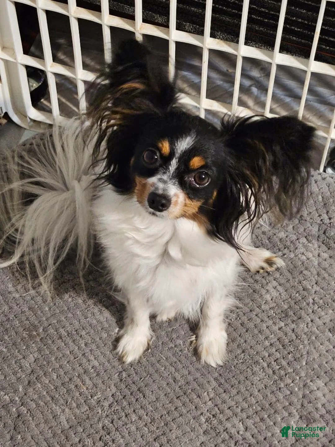 Gallery Image {{count}}