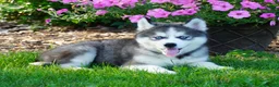 Siberian Husky dogs for sale: CACTUS - Ad 4