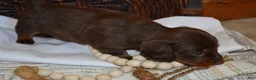 Dachshund dogs for sale: Snoopy - Ad 3