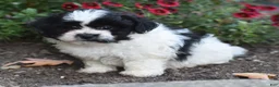 Teddy Bear dogs for sale: Ashley - Ad 3