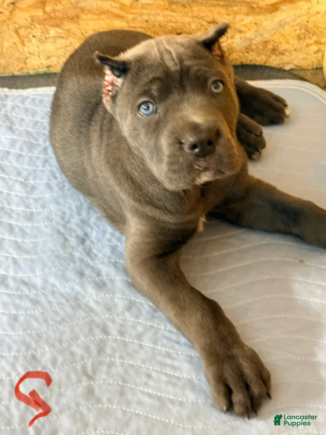 Cane Corso dogs for sale: Gypsy - Ad 1