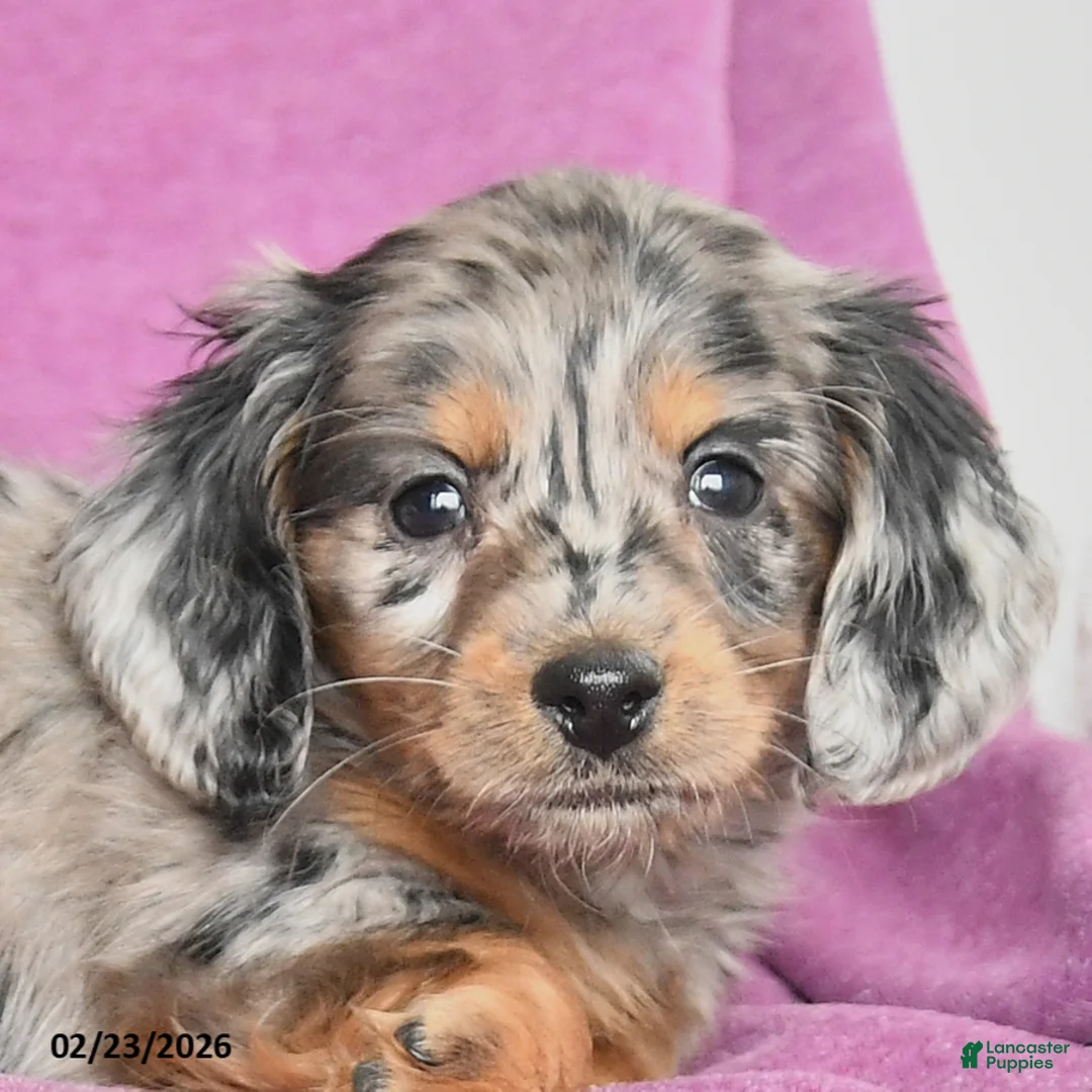Dachshund dogs for sale: Casy - Ad 2