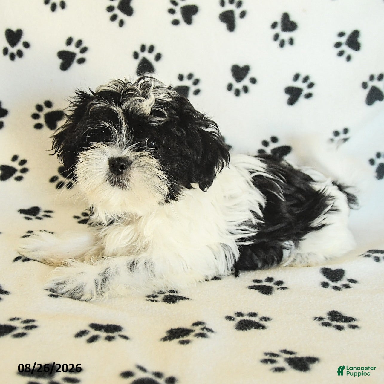 Shih Tzu dogs Crinkles - Ad 2