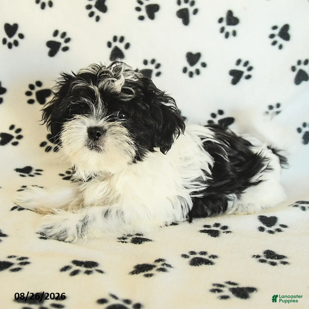 Shih Tzu dogs for sale: Crinkles - Ad 2