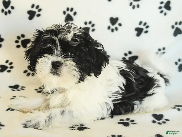 Shih Tzu dogs Crinkles - Ad 2