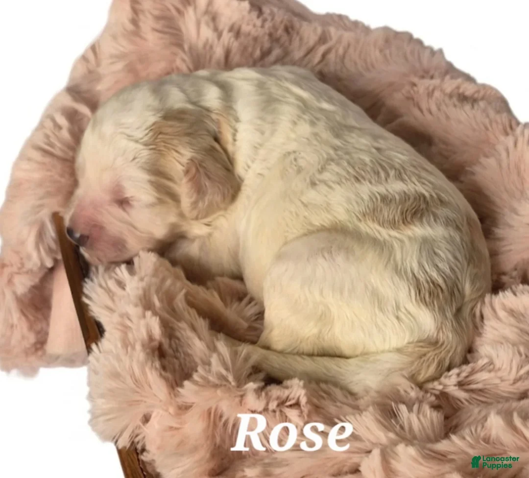 Mixed Breed dogs for sale: Rose - Ad 2
