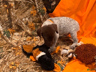 German Shorthaired Pointer dogs - Ad 6
