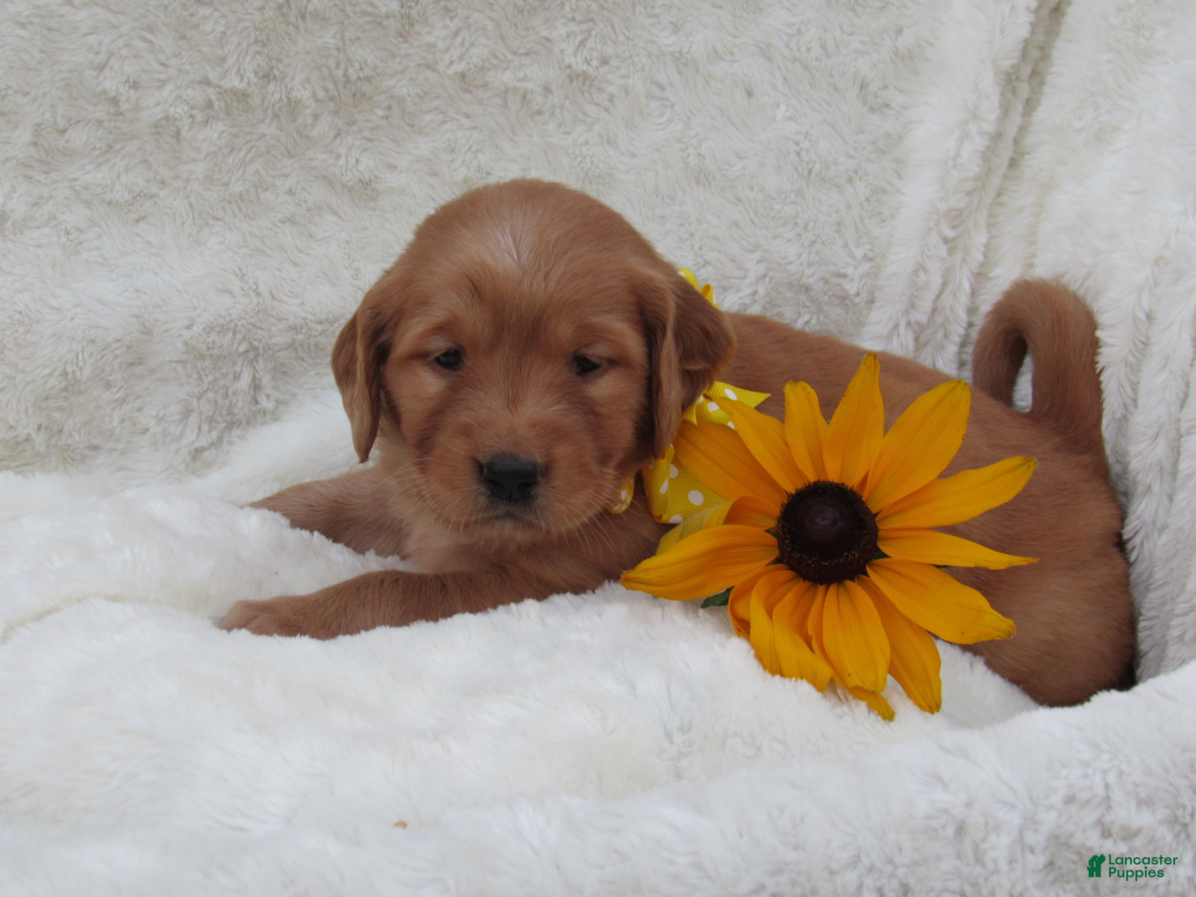 Golden Retriever dogs LUCKY - Ad 2