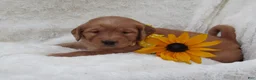 Golden Retriever dogs for sale: LUCKY - Ad 2