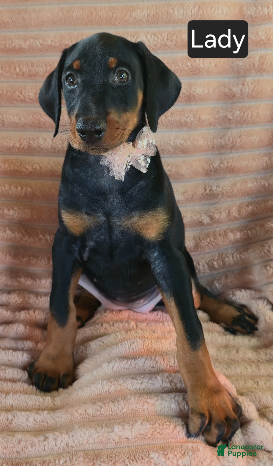 Doberman Pinscher dogs for sale: Lady - Ad 2