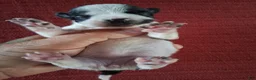 Chihuahua dogs for sale: Marina - Ad 3