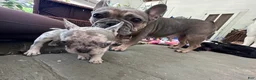 French Bulldog dogs for sale: French Bulldog 7 - Ad 4