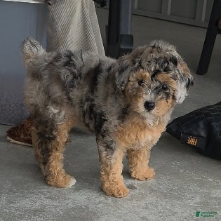 Miniature Poodle dogs Rosie - House raised House trained - Ad 1