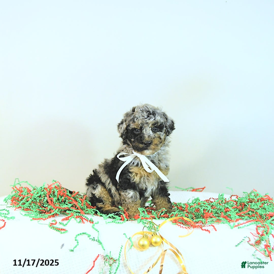 Miniature Poodle dogs for sale: Andy - Ad 7