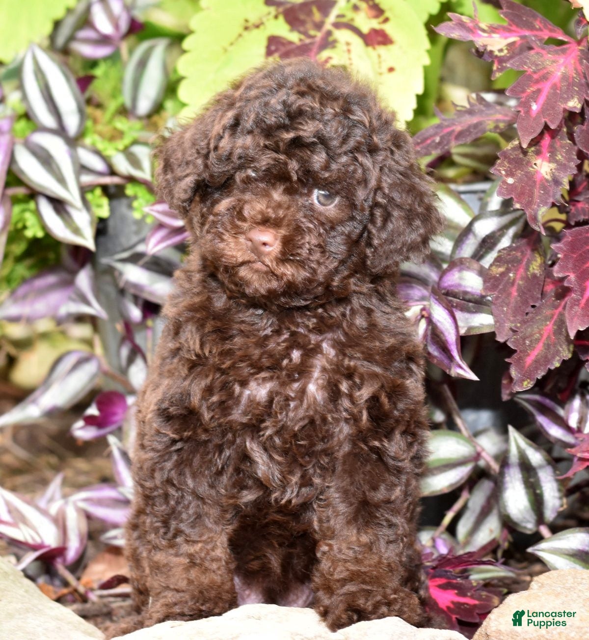 Toy Poodle dogs Jasper - Ad 19