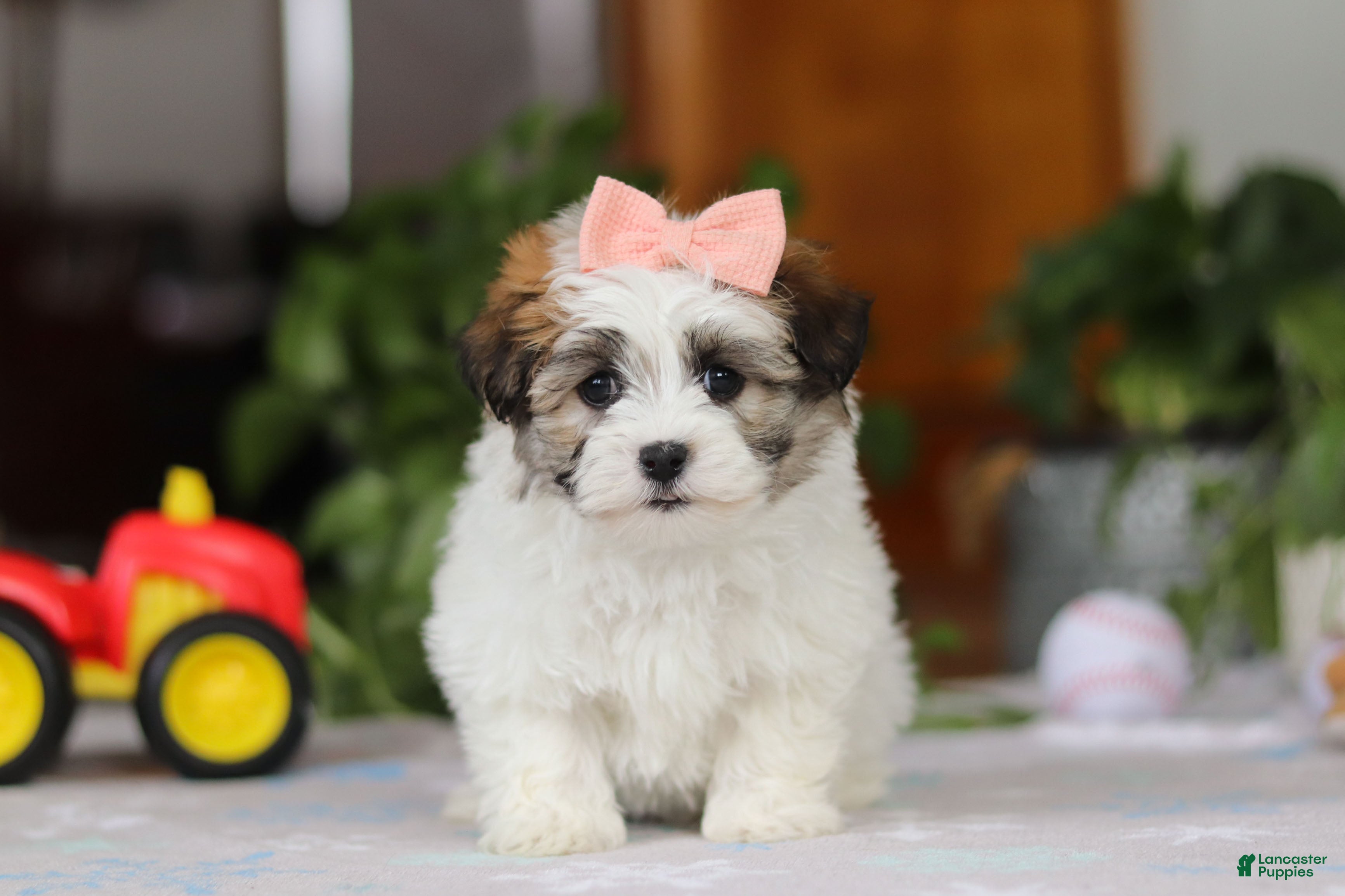 Havanese dogs Faith - Ad 14