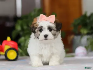 Havanese dogs Faith - Ad 41