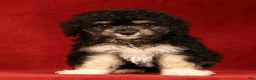 Mini Aussiedoodle dogs for sale: Chocolate - Ad 3