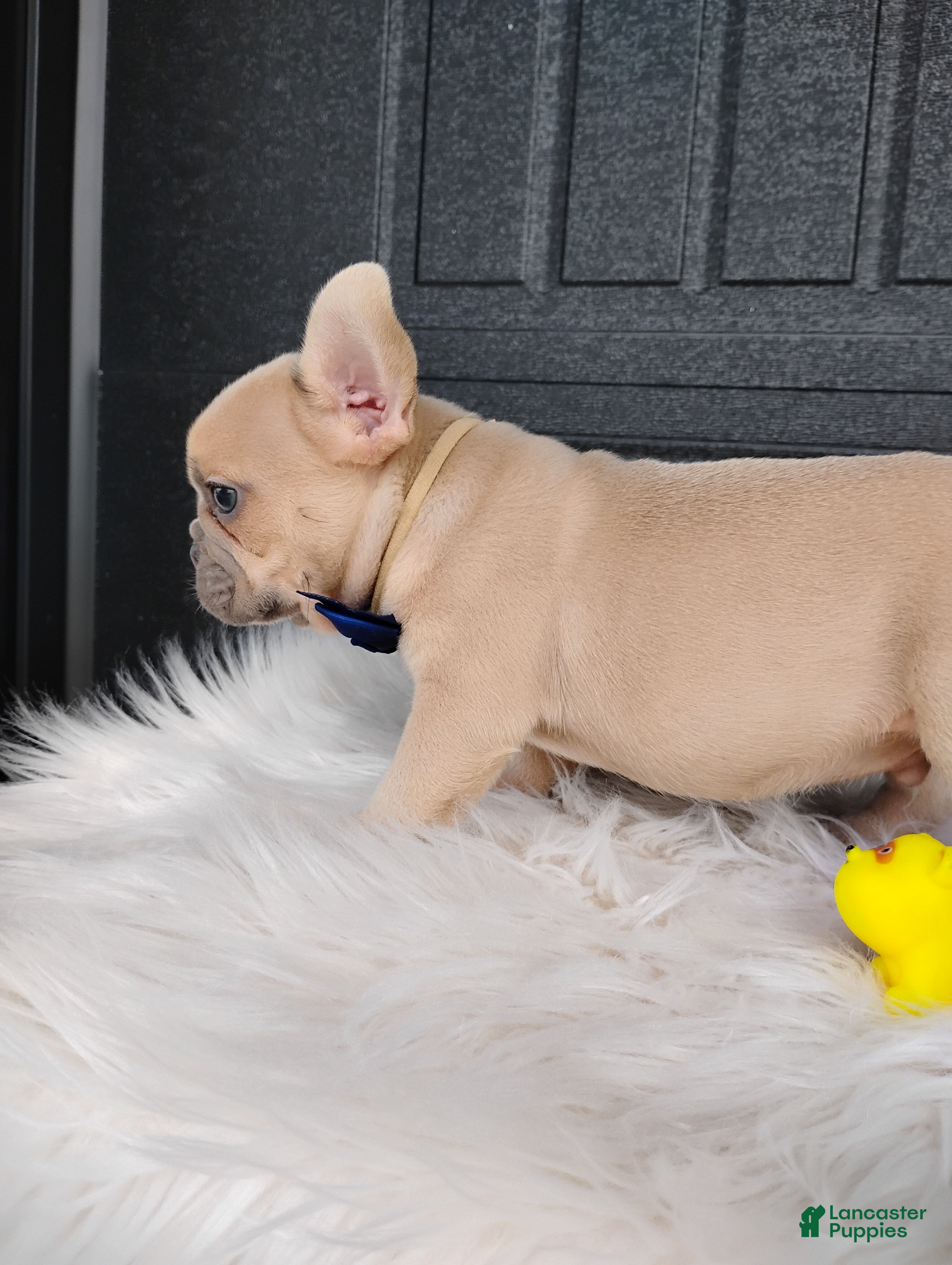 French Bulldog dogs Gus  - Ad 2