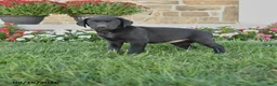 Labrador Retriever dogs for sale: Gemini - Ad 1