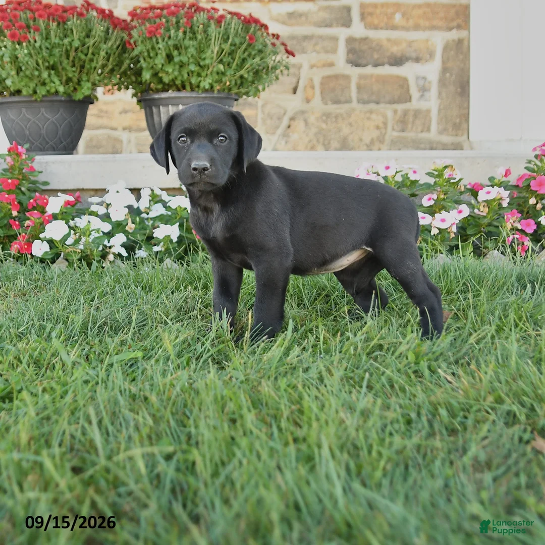 Labrador Retriever dogs for sale: Gemini - Ad 1