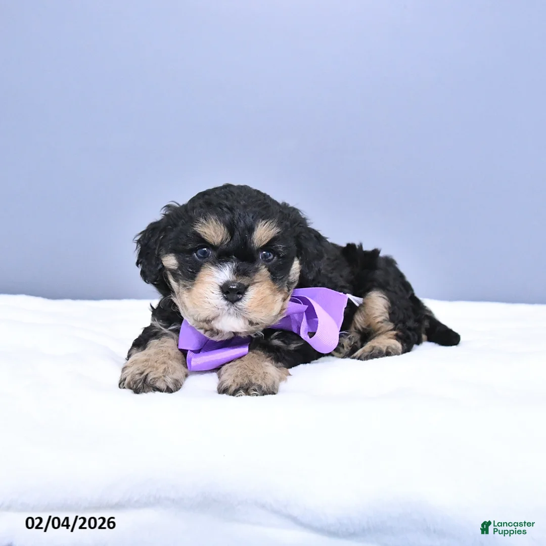 Cavapoo dogs for sale: Apollo - Ad 3