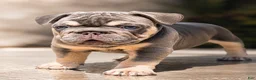 French Bulldog dogs for sale: Casanova - Ad 4