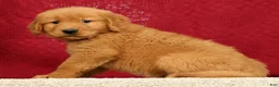 Golden Retriever dogs for sale: Marshall - Ad 4