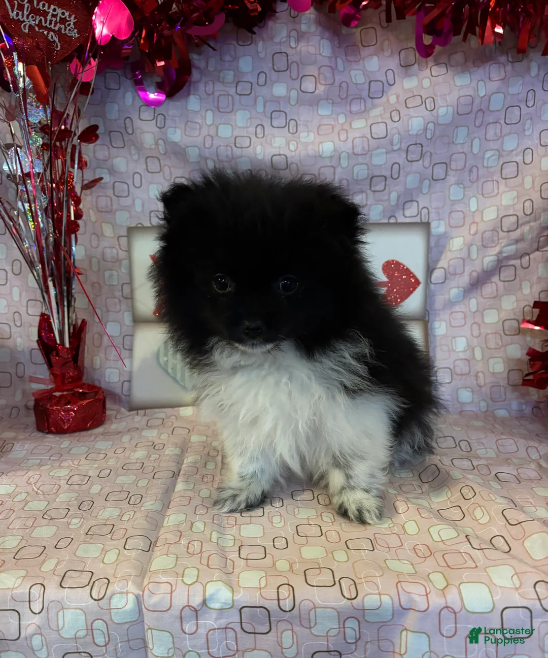 Pomeranian dogs for sale: Gene - Ad 3