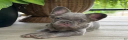 French Bulldog dogs for sale: Poppy  - Ad 4