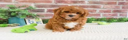 Cavapoo dogs for sale: Clover  - Ad 4