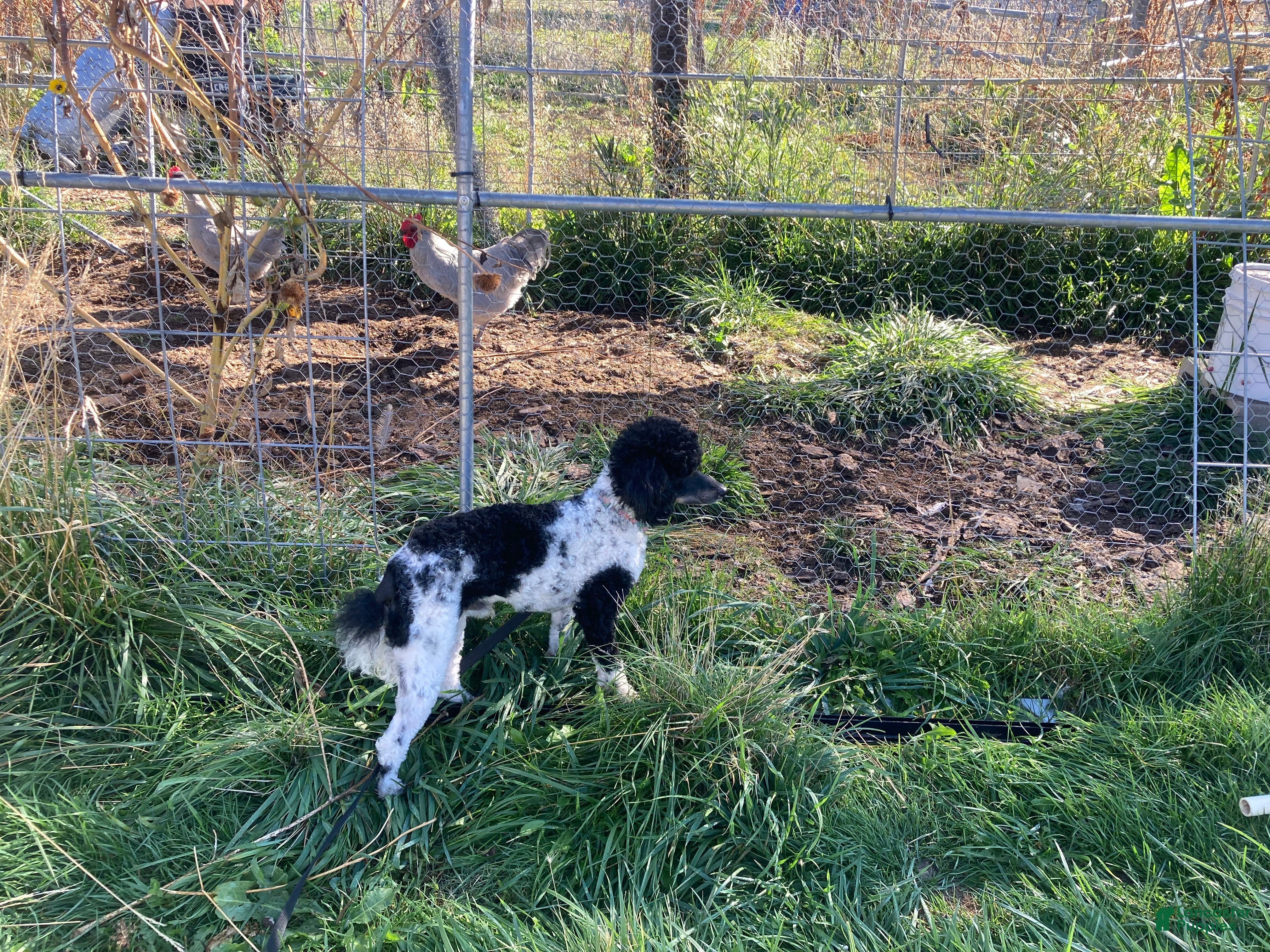 Miniature Poodle dogs Puppy Love's Maverick - Ad 2