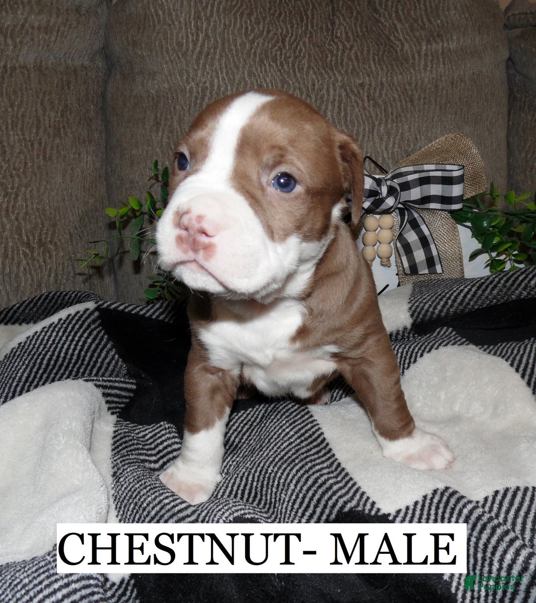 American Pit Bull Terrier dogs for sale: CHESTNUT - Ad 1