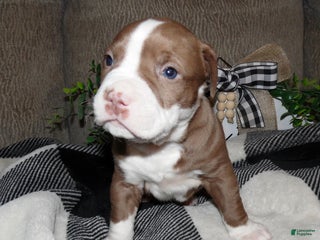 American Pit Bull Terrier dogs CHESTNUT - Ad 22