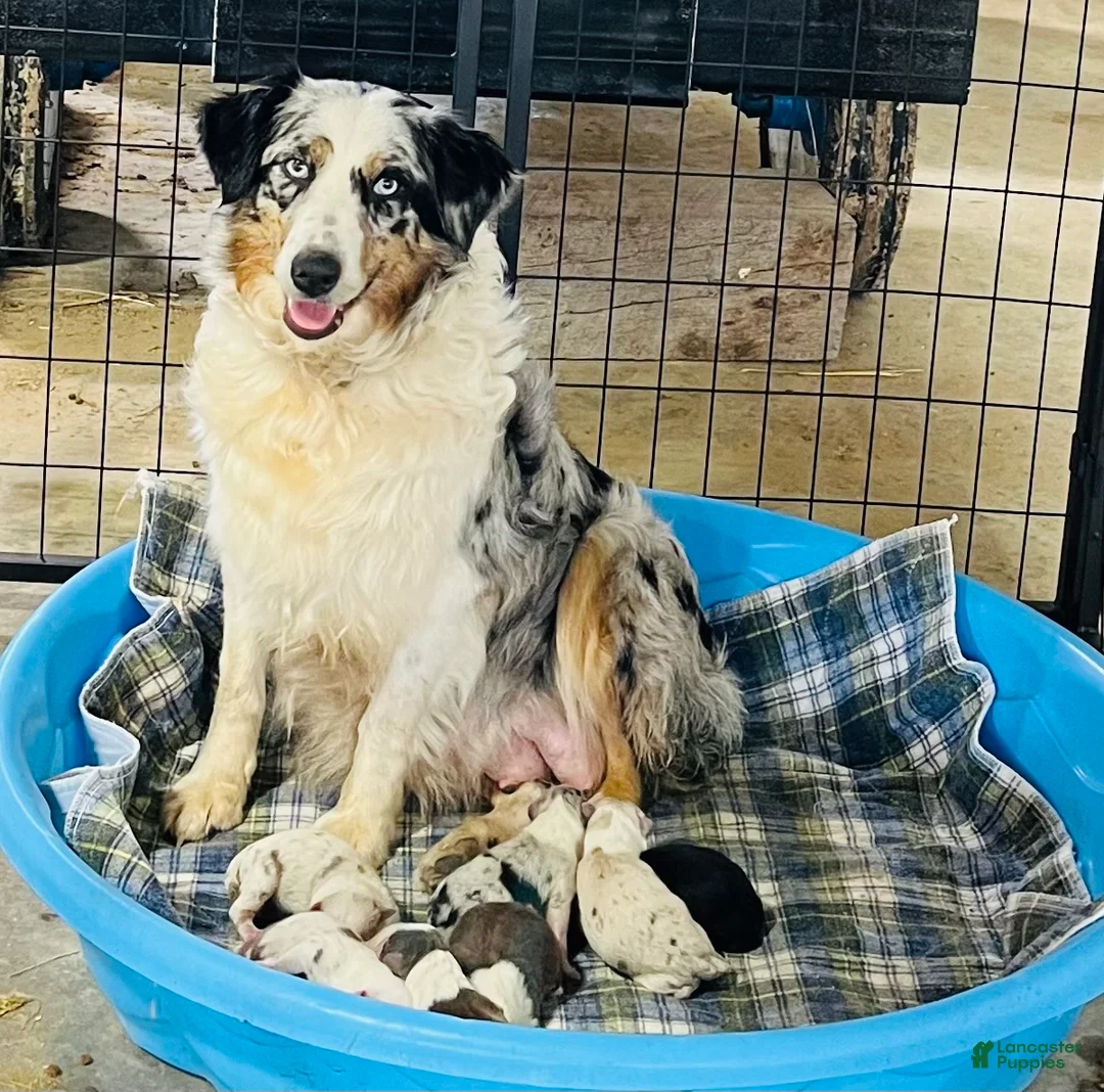 Australian Shepherd dogs for sale: Jollie  - Ad 9