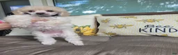 Miniature Poodle dogs for sale: Rosco - Ad 3